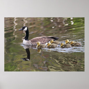 Foto Moeder Goose en Baby Geese Poster