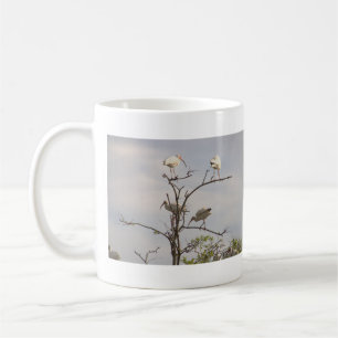Foto Mok van Ibis Birds