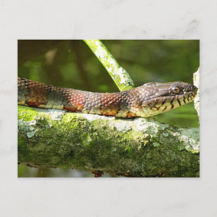 foto noordelijke waterslang briefkaart