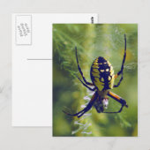 Foto Orb Weaver Spider Briefkaart (Voorkant / Achterkant)