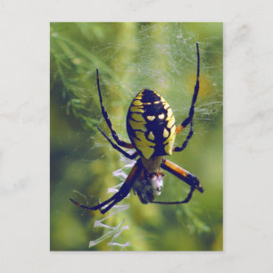 Foto Orb Weaver Spider Briefkaart