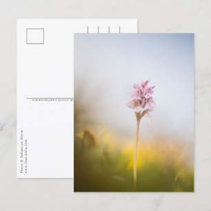 Foto Orchid Natuur Briefkaart