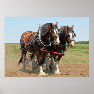 Foto Paarden Clydesdale Farming Poster