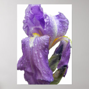 Foto Paarse iris Poster