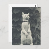  foto Pet Cat Briefkaart (Voorkant / Achterkant)