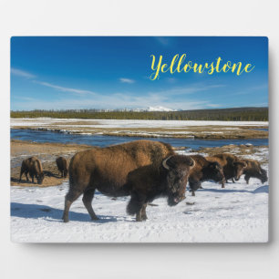 Foto Plaque-Yellowstone Buffalo Fotoplaat