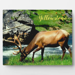 Foto Plaque-Yellowstone Elk Fotoplaat