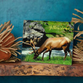 Foto Plaque-Yellowstone Elk Fotoplaat (Zijkant)