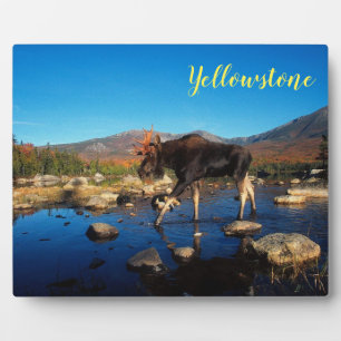 Foto Plaque-Yellowstone Moose Fotoplaat