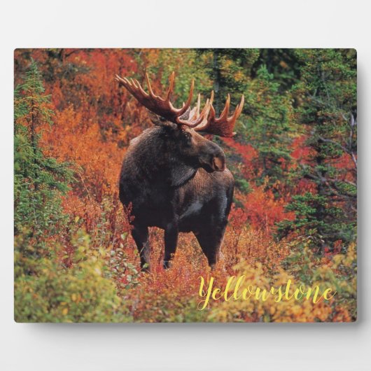 Foto Plaque-Yellowstone Moose Fotoplaat (Voorkant)