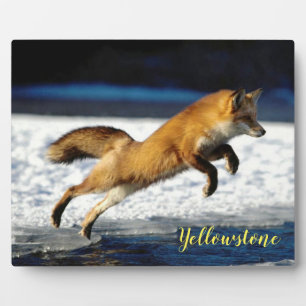 Foto Plaque-Yellowstone Red Fox Fotoplaat