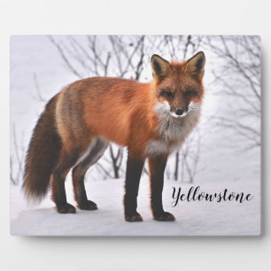 Foto Plaque-Yellowstone Red Fox Fotoplaat