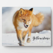 Foto Plaque-Yellowstone Red Fox Plaque Fotoplaat (Voorkant)