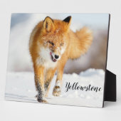 Foto Plaque-Yellowstone Red Fox Plaque Fotoplaat (Zijkant)