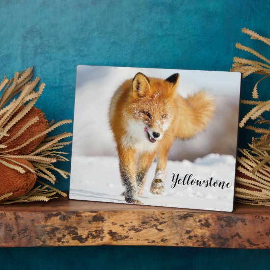 Foto Plaque-Yellowstone Red Fox Plaque Fotoplaat (Zijkant)