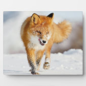 Foto Plaque-Yellowstone Red Fox Plaque Fotoplaat (Voorkant)