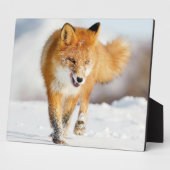 Foto Plaque-Yellowstone Red Fox Plaque Fotoplaat (Zijkant)