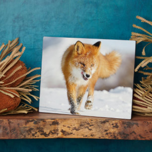 Foto Plaque-Yellowstone Red Fox Plaque Fotoplaat