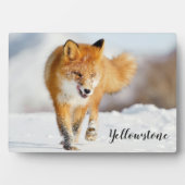 Foto Plaque-Yellowstone Red Fox Plaque Fotoplaat (voorkant)