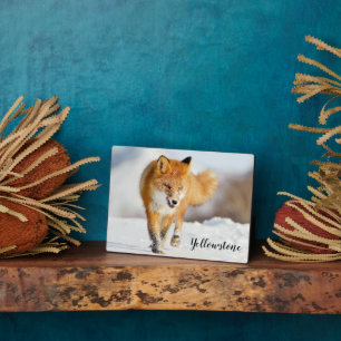Foto Plaque-Yellowstone Red Fox Plaque Fotoplaat