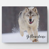 Foto Plaque-Yellowstone Wolf Plaque Fotoplaat (Voorkant)