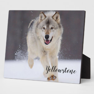 Foto Plaque-Yellowstone Wolf Plaque Fotoplaat