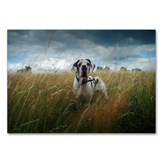 Foto Platzkarten Kaart (Achterkant)