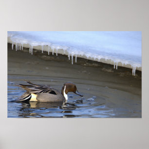 Foto Poster Noordelijke Pijlstaart Eend