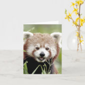 Foto: red panda, animal 0635. kaart (Gele Bloem)