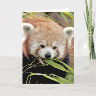 Foto: red panda, animals 0293. kaart