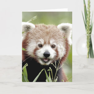 Foto: Red panda, dieren 0290. Kaart