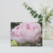 Foto roze pony briefkaart (Staand voorkant)