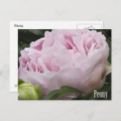 Foto roze pony briefkaart (Voorkant / Achterkant)