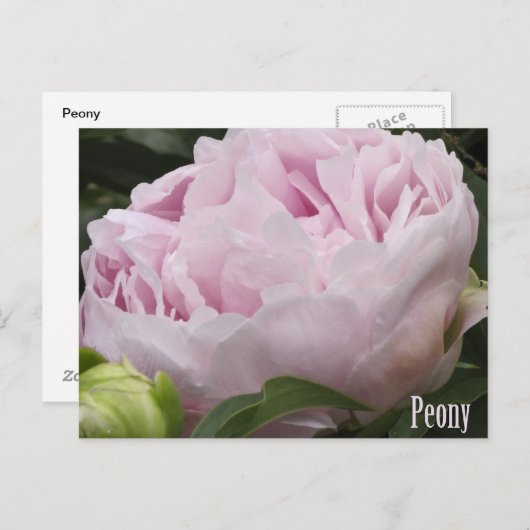 Foto roze pony briefkaart (Voorkant / Achterkant)