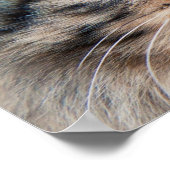 Foto Siberian Cats Poster (Hoek)