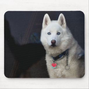 Foto Siberian Husky Muismat