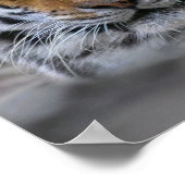 Foto Siberische tijger Poster (Hoek)