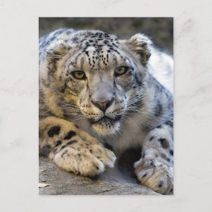 Foto Sneeuwleopard Face Briefkaart