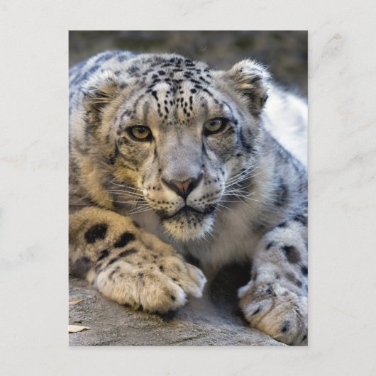 Foto Sneeuwleopard Face Briefkaart (Voorkant)