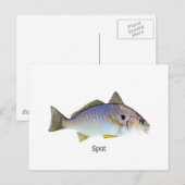 Foto Spot Fish Briefkaart (Voorkant / Achterkant)
