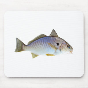 Foto Spot Fish Muismat
