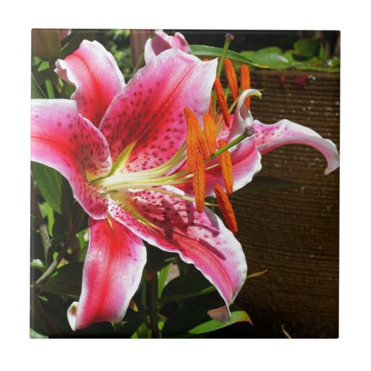 Foto Stargazer Lily Tegeltje (Voorkant)