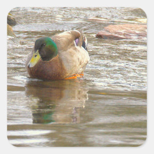 Foto Stickers Wilde Eend