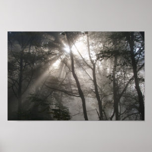Foto Sunlight Through Trees Poster