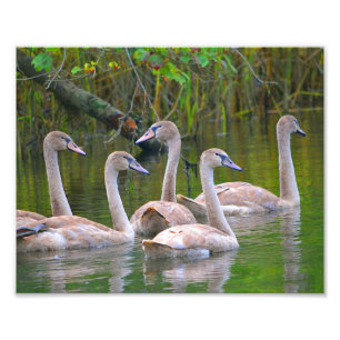 Foto Swan afdrukken Afdruk
