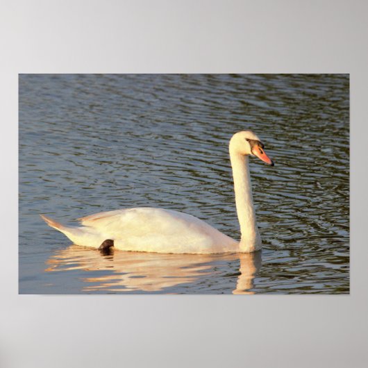 Foto Swan Poster (Voorkant)