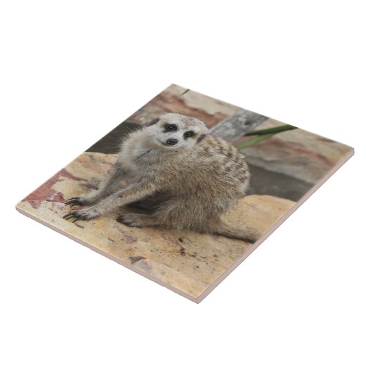 Foto Sweet Meerkat Tegeltje (Zijkant)