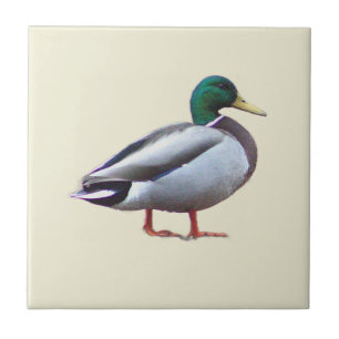 Foto-tegel van wilde eend tegeltje
