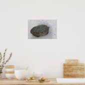 Foto Turtle Poster (Keuken)