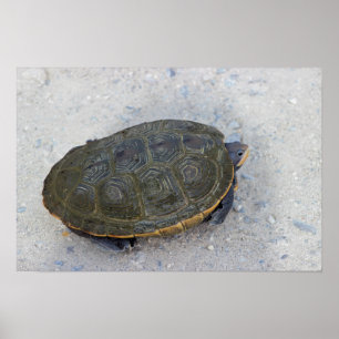 Foto Turtle Poster